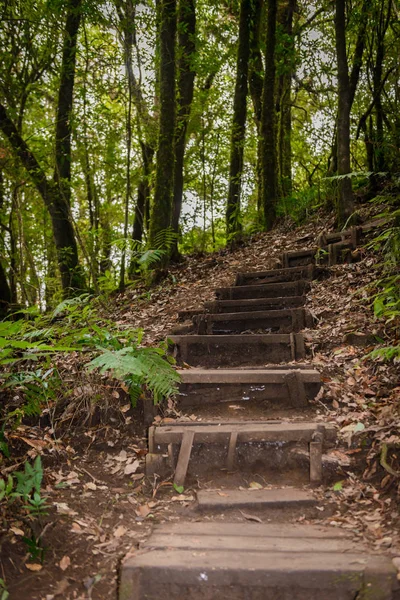 Kew Mae Pan Nature Trail Sendero Trekking Que Conduce Través —  Fotos de Stock