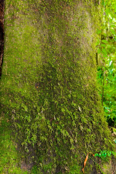 Kew Mae Pan 自然小道徒步小道上的原木上的苔藓穿过深热带雨林的丛林景观 旅游背景在基乌海绵潘多伊因塔农公园 — 图库照片