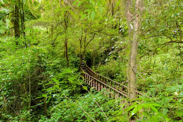 Kew Mae Pan Nature Trail Sentier Randonnée Travers Paysage Jungle — Photo