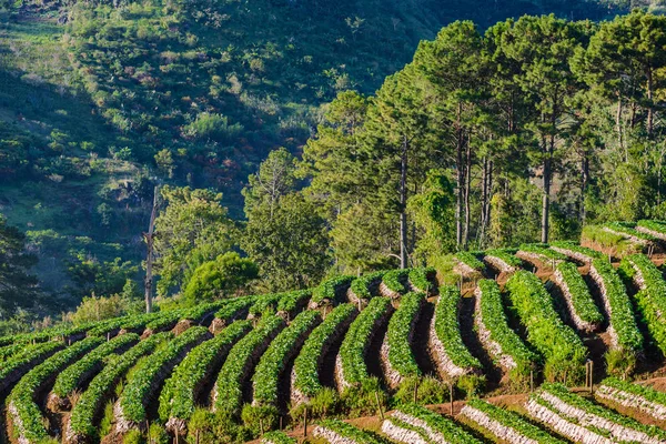 Sea Mist Morning Sunrise Strawberry Farm Array Layer Hill Doi — Stock Photo, Image