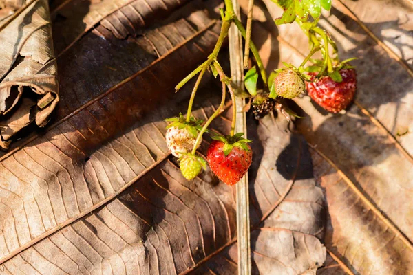 Rangées de fraises dans une ferme de fraises — Photo