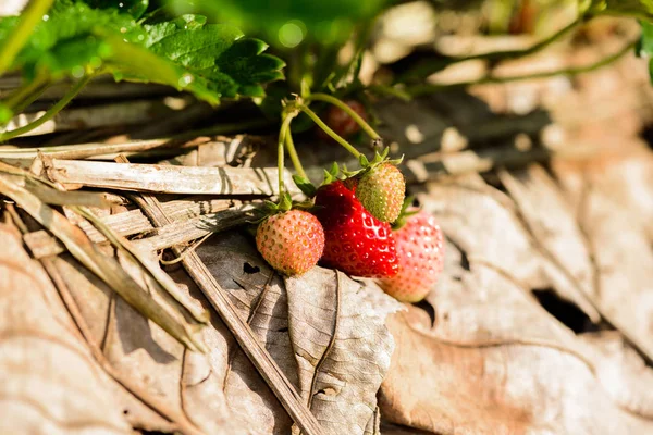 Gros Plan Lignes Culture Fraises Dans Une Ferme Fraises Doi — Photo