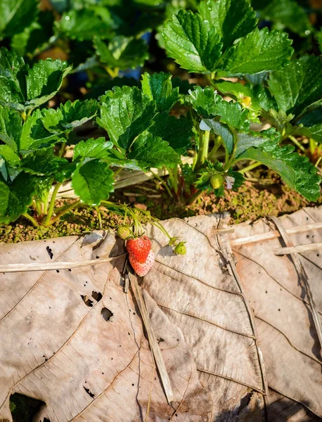 Rangées de fraises dans une ferme de fraises — Photo