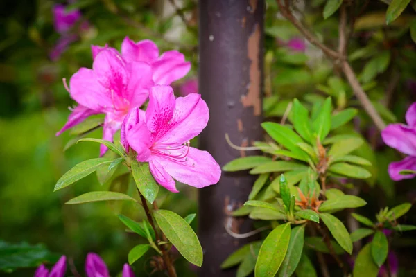 Pembe açelya çiçekleri — Stok fotoğraf