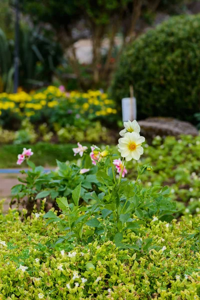 Pétalas frescas de bela flor branca Dahlia — Fotografia de Stock