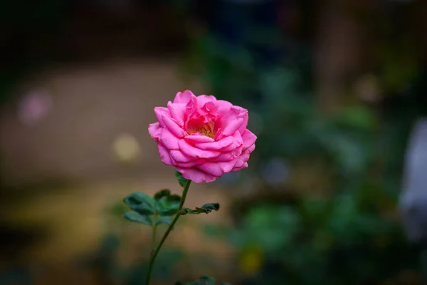 Rosa con brotes en un romántico jardín de flores . —  Fotos de Stock