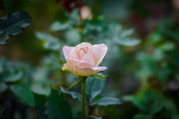 Rosa con brotes en un romántico jardín de flores . —  Fotos de Stock