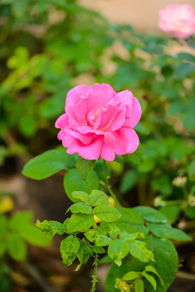 Rose mit Knospen in einem romantischen Blumengarten. — Stockfoto