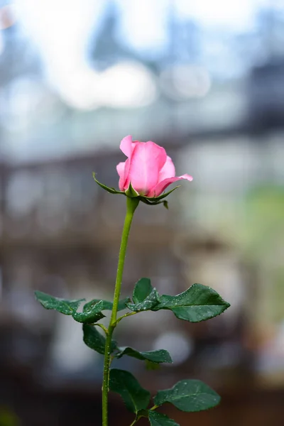 Rosa com botões em um jardim de flores romântico . — Fotografia de Stock