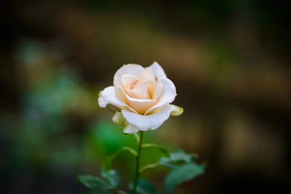 Rosa com botões em um jardim de flores romântico . — Fotografia de Stock