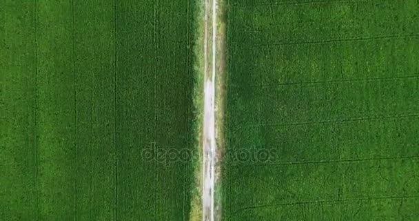 鸟瞰图 俯视图从天空向下移动沿着小径去大树 飞越大树 旁边的两个稻田农村场景泰国 — 图库视频影像