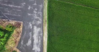 Havadan görünümü, üstten görünüm gökten aşağı taşı patika seyir büyük ağacına gidin ve sinek iki paddy alanları kırsal sahne Tayland yanında büyük ağaç üzerinde