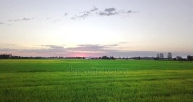 Havadan görünümü uçuş paddy alanları kırsal sahne Tayland üzerinden. Sabah gündoğumu zaman