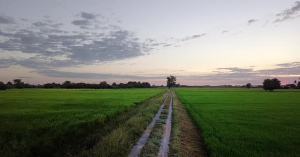 Widok Lotu Ptaka Ruch Wzdłuż Chodnika Przejdź Wielkiego Drzewa Obok — Wideo stockowe