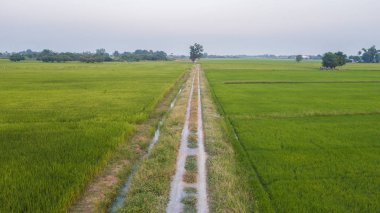 büyük ağacın yanında iki paddy alan patika boyunca