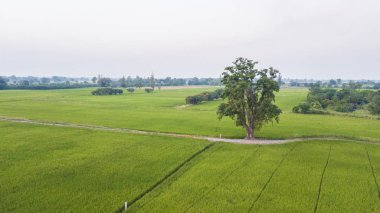 Yüksek açılı görünüş, yanında iki paddy alan rual sahne Tayland büyük ağaç. Gündoğumu zaman