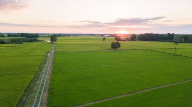 yanında iki paddy alan rual sahne Tayland büyük ağaç. Gündoğumu zaman