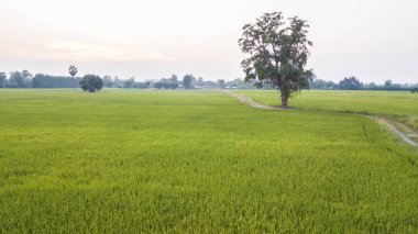 Yüksek açılı görünüş, yanında iki paddy alan rual sahne Tayland büyük ağaç. Gündoğumu zaman