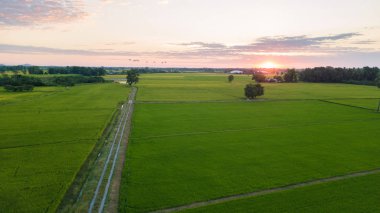 büyük ağacın yanında iki paddy alan patika boyunca