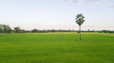 büyük ağacın yanında iki paddy alan patika boyunca