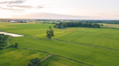 büyük ağacın yanında iki paddy alan patika boyunca