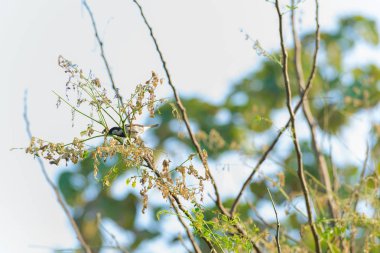 Bir ağaç dalı doğada evi serçe tünemiş