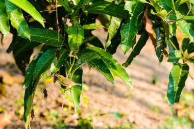 Brown gerdanlı Sunbird veya düz gerdanlı Sunbird bir ağaç branc üzerinde
