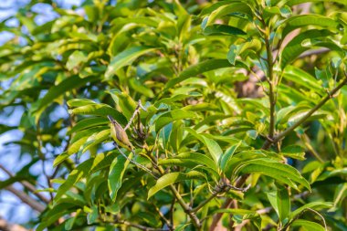 Brown gerdanlı Sunbird veya düz gerdanlı Sunbird bir ağaç branc üzerinde