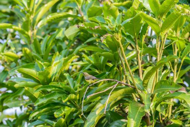 Brown gerdanlı Sunbird veya düz gerdanlı Sunbird, zeytin doğada bir ağaç dalı üzerinde Mozilla (Sarı karınlı sunbird) yedeği