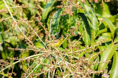 Brown gerdanlı Sunbird veya düz gerdanlı Sunbird, zeytin doğada bir ağaç dalı üzerinde Mozilla (Sarı karınlı sunbird) yedeği