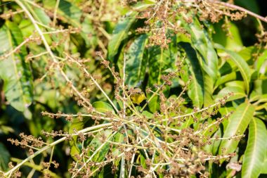 Brown gerdanlı Sunbird veya düz gerdanlı Sunbird, zeytin doğada bir ağaç dalı üzerinde Mozilla (Sarı karınlı sunbird) yedeği
