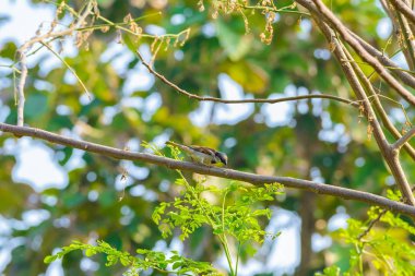 Bir ağaç dalı doğada evi serçe tünemiş