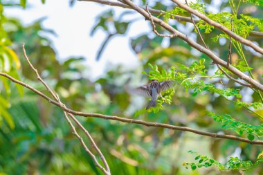 Bir ağaç dalı doğada evi serçe tünemiş