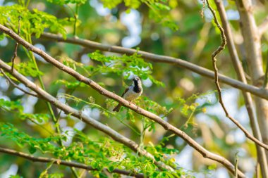 Bir ağaç dalı doğada evi serçe tünemiş