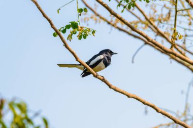 Asya Saksağan, Asya Saksağan, doğada dal tıraşlama ortak Saksağan (pika pika) kuş