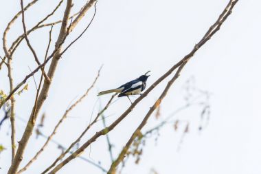 Asya Saksağan, Asya Saksağan, doğada dal tıraşlama ortak Saksağan (pika pika) kuş