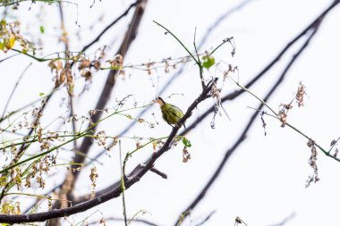 Brown gerdanlı Sunbird veya düz gerdanlı Sunbird bir ağaç branc üzerinde