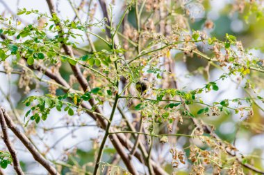 Brown gerdanlı Sunbird veya düz gerdanlı Sunbird bir ağaç branc üzerinde