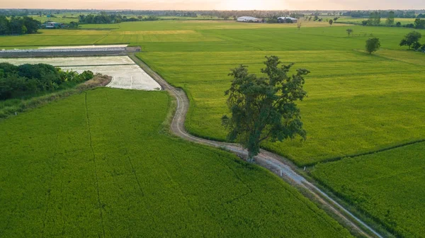 Gök olayları görüntülemek iki paddy alan rual sahne Tayland yanında büyük ağaç. Gündoğumu zaman