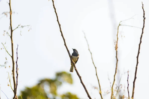 Asia Magpie Asian Magpie Common Magpie Pica Pica Bird Perching — Stock Photo, Image