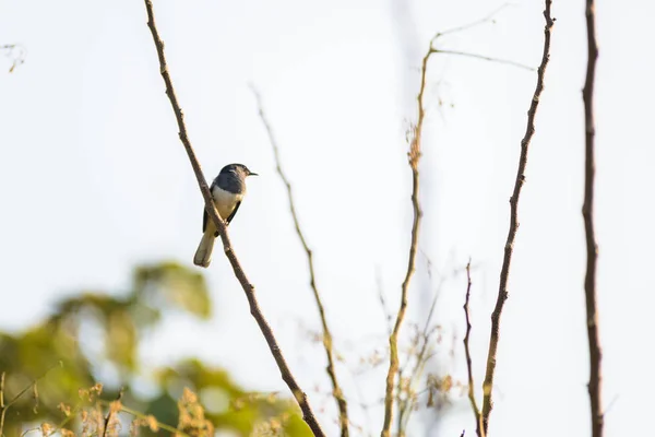 Urraca Asiática Urraca Asiática Urraca Común Pica Pica Pájaro Posado — Foto de Stock