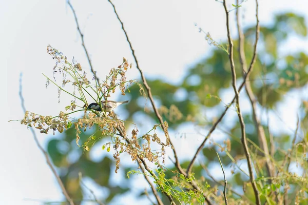 栖息在大自然树枝上的麻雀 — 图库照片