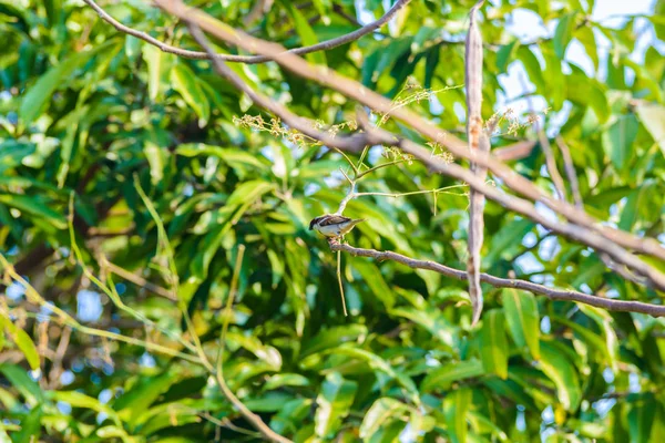 Huismus Zat Een Boomtak Natuur — Stockfoto