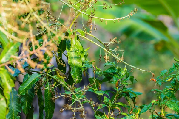 Brown Throated Sunbird Plain Throated Sunbird Olive Backed Sunbird Yellow — Stock Photo, Image