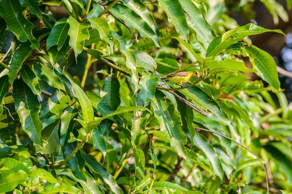 Brunstrupig Sunbird eller Plain-throated Sunbird på ett träd branc — Stockfoto