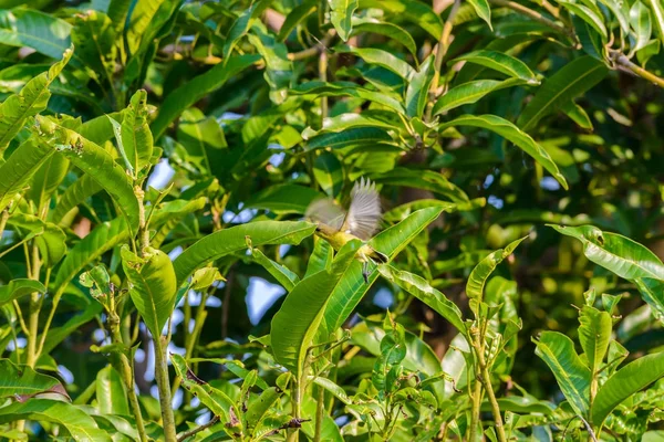 Sunbird Garganta Marrón Sunbird Garganta Llana Sunbird Espalda Olivo Sunbird —  Fotos de Stock