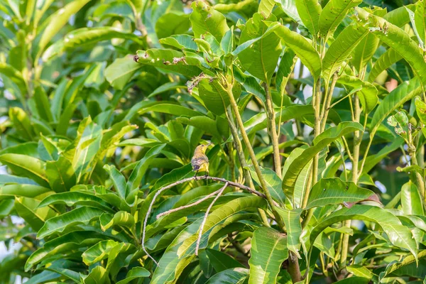Brown gerdanlı Sunbird veya düz gerdanlı Sunbird, zeytin doğada bir ağaç dalı üzerinde Mozilla (Sarı karınlı sunbird) yedeği