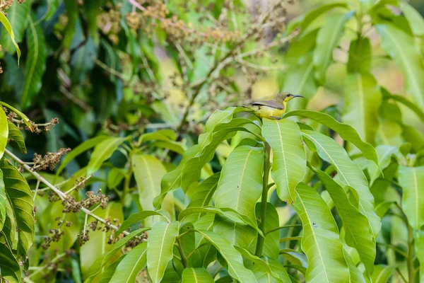喉鸟或平原 橄榄色的鸟 黄腹鸟 在树分支在自然 — 图库照片