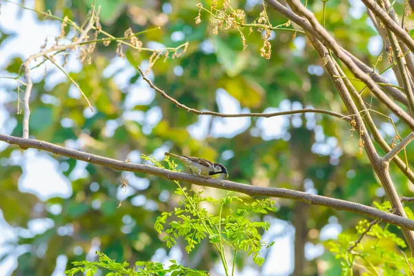 麻雀栖息在树枝上 — 图库照片