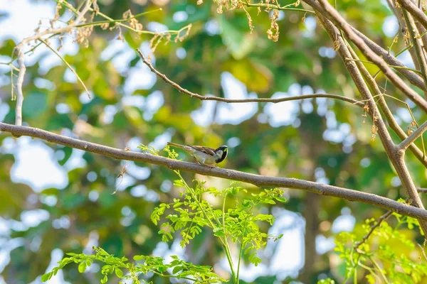 Gråsparven Uppflugna Gren Naturen — Stockfoto